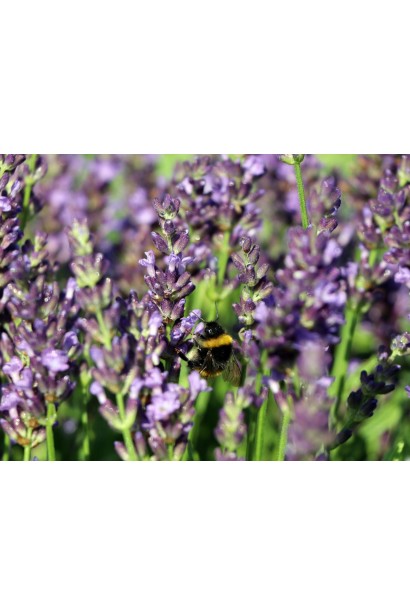 Лаванда колосиста Блю Сент Ерлі медоносні квіти